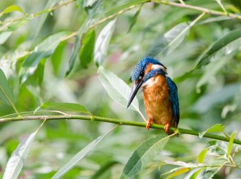 Randonnée A pied Monheim-sur-le-Rhin - Urdenbacher Kämpe - Rund um den Auwald - Photo