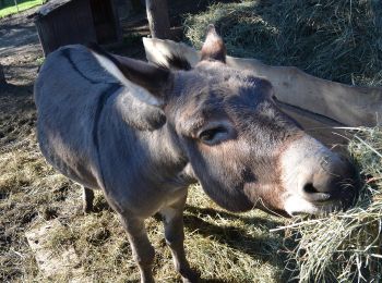 Percorso A piedi Gemeinde Mauerbach - Königstetten - Hainbuch - Photo