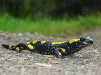 Randonnée A pied Drolshagen - Drolshagen Rundweg A6 (Berlinghausen) - Photo