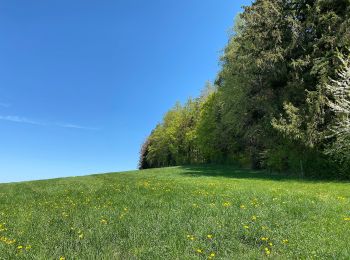 Percorso A piedi Herrliberg - Rütihof - Forch - Photo