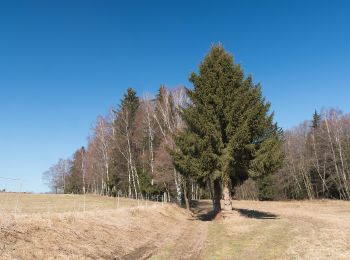 Excursión A pie Bojanov - [Z] Bojanov - Paseky - Photo