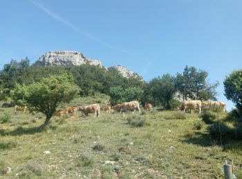 Excursión Bici de montaña Gras - Dent de retz VTT - Photo