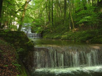 Excursión A pie Küsnacht (ZH) - Küsnachter Tobel - Blüemlisalp - Photo