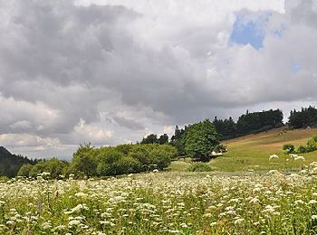 Tocht Te voet Rybnica Leśna - Schronisko Andrzejówka – Przełęcz Pod Szpiczakiem - Photo