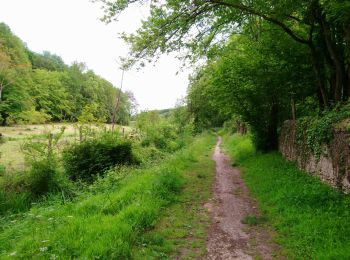 Randonnée Marche Savonnières - Savonnières - variante Sentier du Grand Moulin - 12.1km 120m 2h30 - 2021 05 29 - Photo