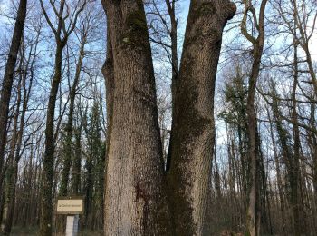 Tour Wandern Smarves - Bois de saint Pierre - Photo