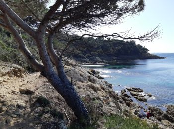 Randonnée Marche La Croix-Valmer - Cap Lardier et Cap Taillat -  Boucle - Photo