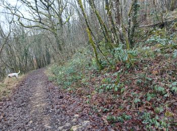 Trail Walking Ozenay - col de Beauffer  - Photo