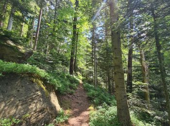 Tour Wandern Vexaincourt - départ lac de la Maix - Photo