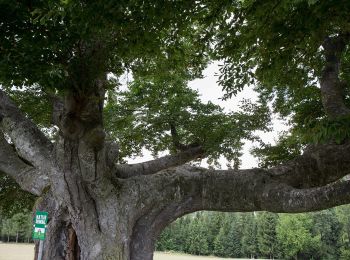 Tour Zu Fuß Pöllau - Wanderweg 4 - Photo