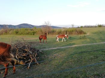 Randonnée Marche Loriol-sur-Drôme - Autour de Blanquinque- Bois de Lagier -Loriol - Photo