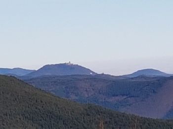 Tour Wandern Ammerschweier - Trois-Epis - château du Petit Hohnack - Photo