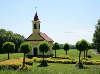 Tour Zu Fuß Straden - Rechte Fußspur (Auf den Spuren der Vulkane) - Photo