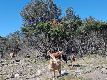 Excursión Marcha nórdica Le Puech - SityTrail - L'Auverne Salagou - Photo