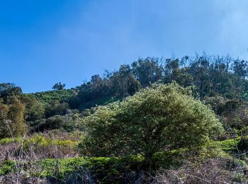 Tocht Te voet Santa Brígida - Camino Pál Pino de Santa Brígida a Teror - Photo