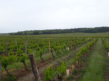 Randonnée Marche Bourgueil - Bourgueil  - Photo