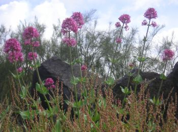 Tour Zu Fuß Trecastagni - Trecastagni - Rete Sentieristica Parco Etna - Photo