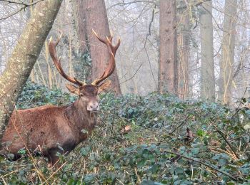 Tour Wandern Fosses - Boucle Survilliers - St Witz -  Moussy le neuf - Plailly 25 km - Photo