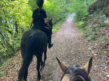 Excursión Paseo ecuestre La Tour-du-Meix - Vouglan plage mercredi 13 nager  - Photo