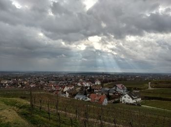 Tocht Te voet Ihringen - Bienenfresserpfad - Photo