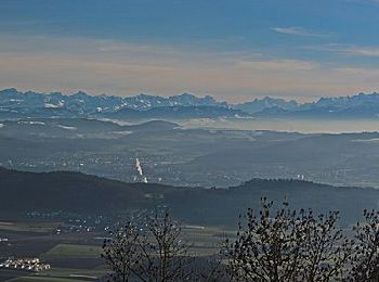 Trail On foot Baden - Baden - Dielsdorf - Photo