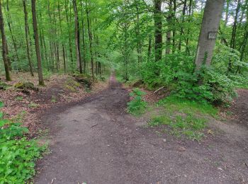 Tour Wandern Viroflay - La Celle St Cloud depuis Viroflay - Photo