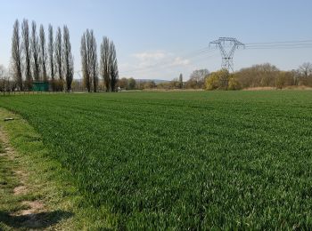 Tocht Stappen Boran-sur-Oise - randonnée de precy entre campagne et le long de l oise - Photo