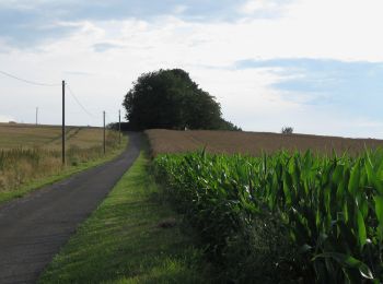 Randonnée A pied Kalletal - Ilsetal Rundweg A1 - Photo