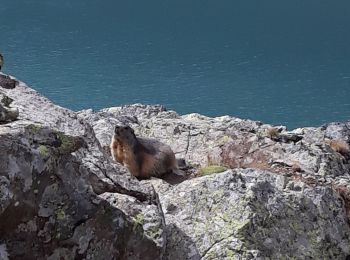 Tocht Stappen Vallouise-Pelvoux - Lac Eychauda et le  col des Grangettes - Photo