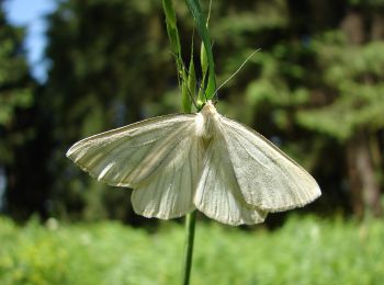 Percorso A piedi  - Săcele - Pârâul Morii - Valea Gârcin - Cabana Rențea - Photo