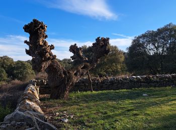 Percorso Marcia Conqueyrac - Le Crepesnou, chateau de Fressac - Photo