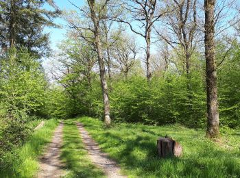 Randonnée Marche Hotton - Melreux (Hotton) - Photo