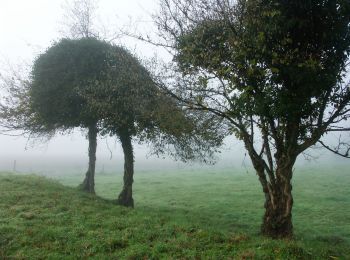 Randonnée A pied Lierde - Uilenbroekpad - Photo