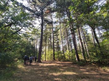 Tocht Stappen Plan-d'Aups-Sainte-Baume - Sentier merveilleux - La Ste baume - Le Plan d'aups  - Photo