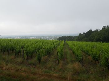 Randonnée Marche Bourgueil - forêt Bourgueil 100623 - Photo