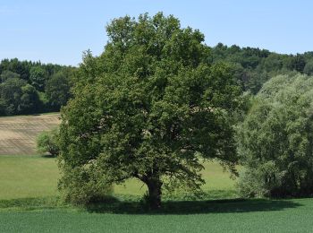 Tocht Te voet Gerersdorf-Sulz - Panoramaweg Rehgraben - Photo