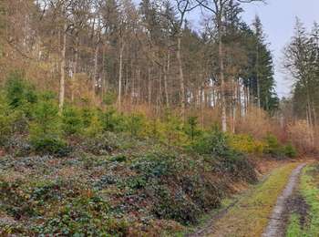 Tocht Stappen Dinant - Balade de Dréhance à Furfooz - Photo