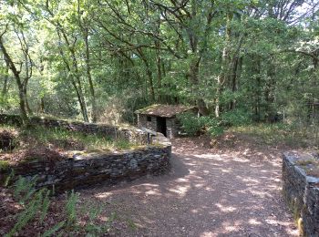 Trail Walking Caurel - Bois de Caurel (Lac de Guerlédan) - Photo