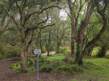 Tour Wandern Lit-et-Mixe - étape 3 Compostelle 24 - Photo