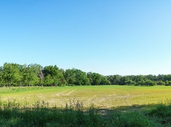 Trail On foot Torgau - Mahitzschen-Taura-Staupitz - Photo