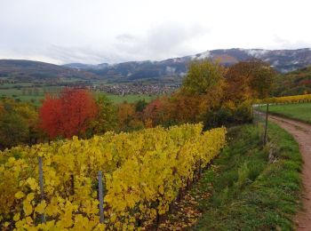 Randonnée Marche Osenbach - Osenbach - Sentier des Sols - Photo