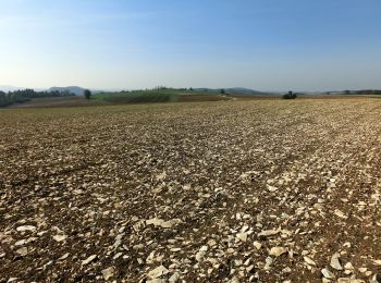 Excursión A pie Eckersdorf - Kuckuckswege rund um Busbach Nr. 2 - Photo