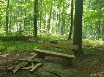 Tour Wandern Sint-Genesius-Rode - 2020-09-01 - Forêt de Soignes- Rhode Saint Genève - Photo