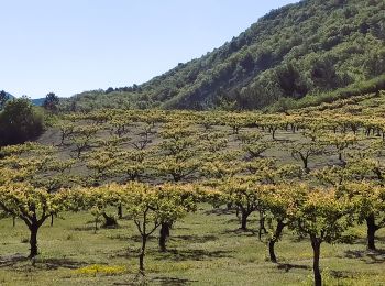 Randonnée Marche Buis-les-Baronnies - 26 Buis Le Saint-Julien - Photo