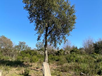 Tour Wandern Les Arcs-sur-Argens - Les arcs les menhirs des terriers  - Photo