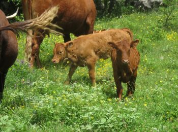 Tocht Stappen Le Broc - Mouton d'Anou en boucle depuis le Broc - Photo