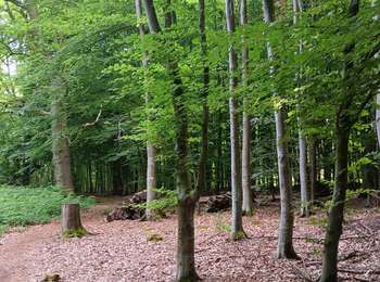 Tour Wandern Seraing - bois de la vequée par les petits chemins (version courte) - Photo
