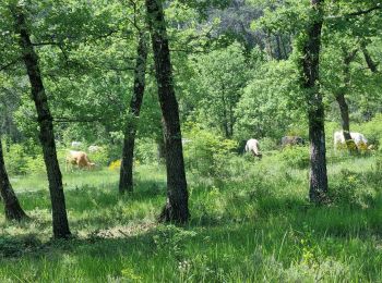 Excursión Senderismo Montauroux - z le bas défens à Montauroux 23-05-23 - Photo