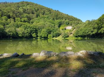 Trail Walking Kirchberg - 2020-06-24 DW35 Au-dessus du lac Lachtelweiher - Photo