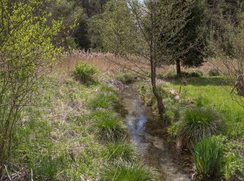 Excursión A pie Kipfenberg - Rundwanderweg Kipfenberg 8 (Muckenbergweg) - Photo